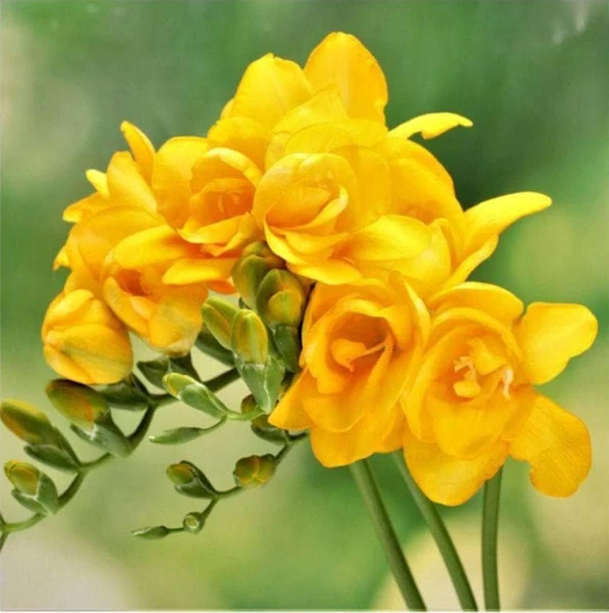 香り 非常に耐寒性 多年生草本 フリージア球根 多年生鉢植え 強い適応性 フリージア 球根