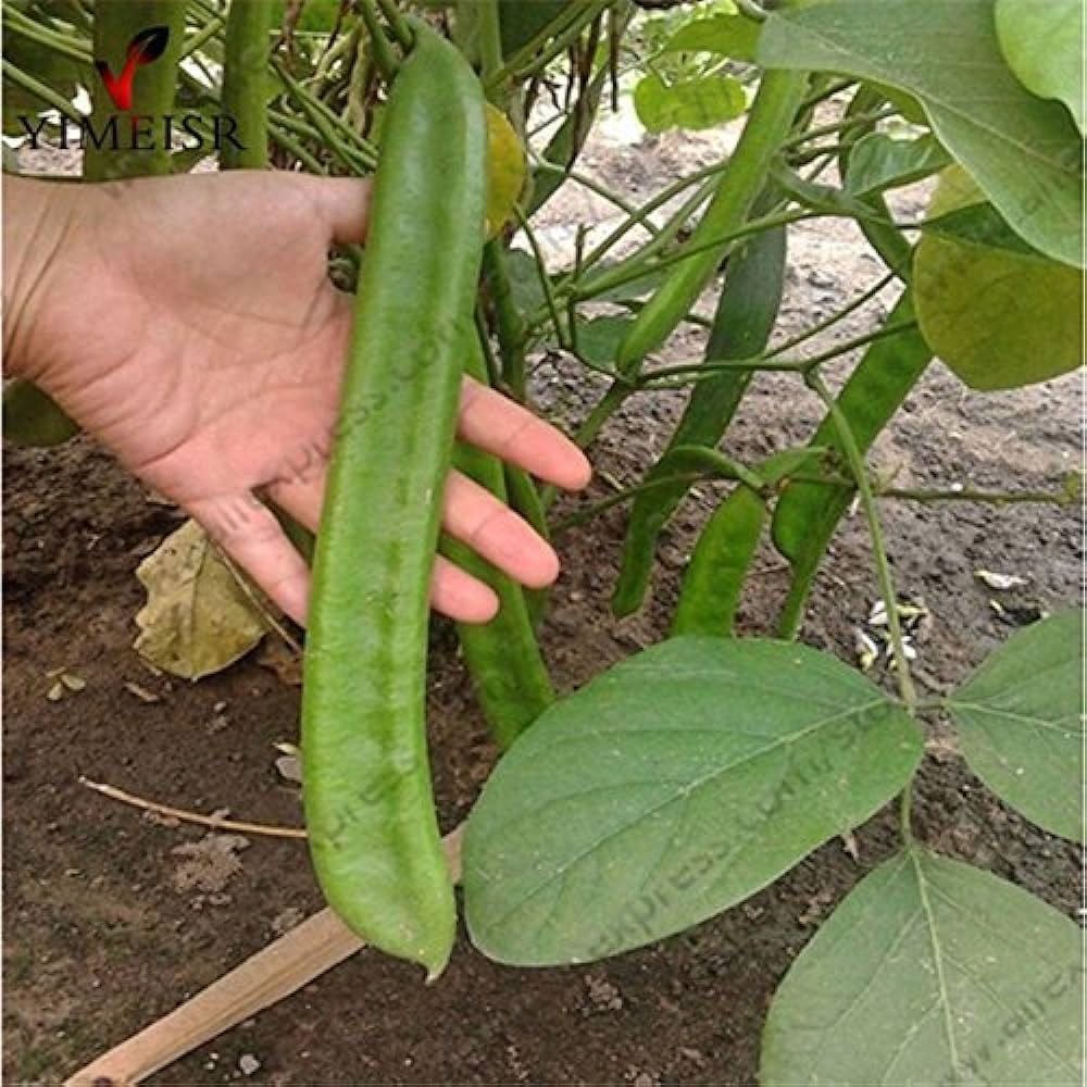 Sword Bean/Mousim seed (pack of 15 seeds) 2