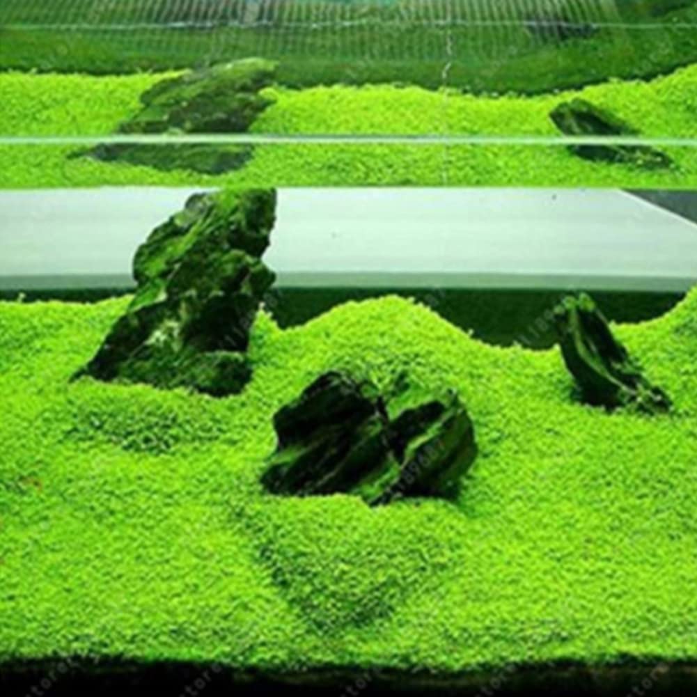 Saterkali Graines d'herbe d'eau d'aquarium, 100pcs graines d'herbe d'eau d'aquarium décor de paysage de plante hydrophile de réservoir de poissons Grosses graines poilues