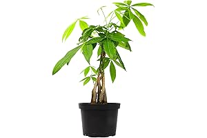 Money Tree Plant Live Indoor House Plants, Chinese Money Tree Decor, Bonsai Tree