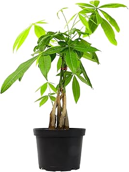 Live Money Tree Houseplant