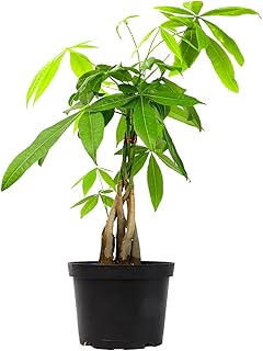 Money Tree Plant Indoor House Plants, Chinese Money Plant Decor, Bonsai Tree Feng Shui Decor, House Plants Indoors Live Pl...