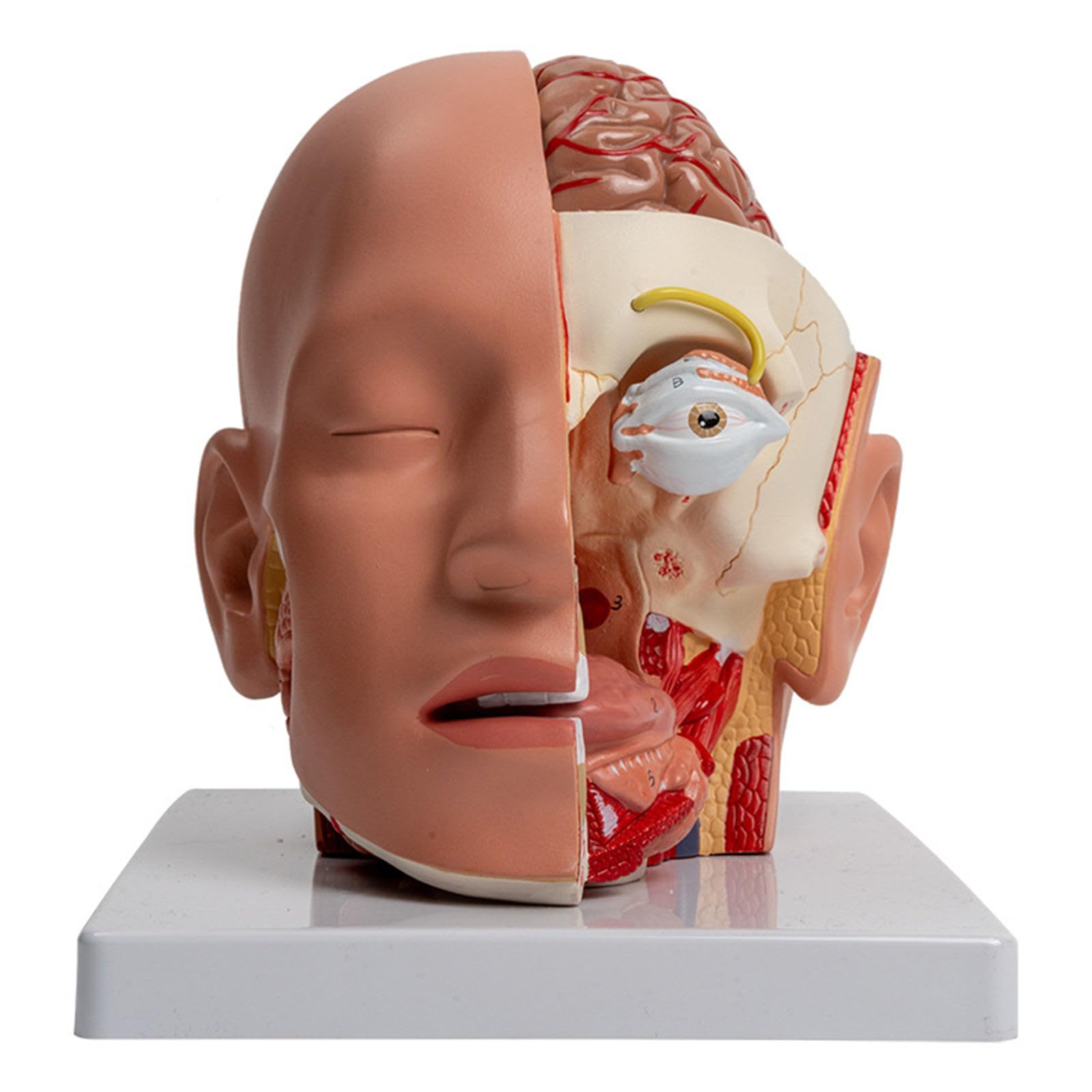 Ljmyy Anatomical Model Human Anatomy Model Shows, Cerebellums, for Report Teaching