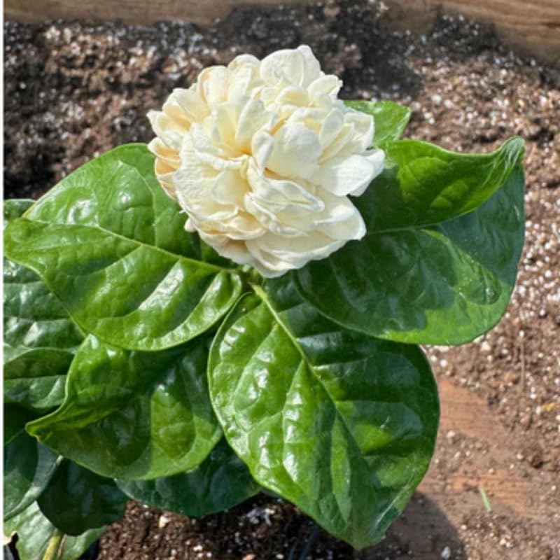 2 Jasmine Plants Live, Confederate Star Jasmine Tree Live Plant Plugs Size, Fragrant White Flower, 2-3 Inches in Tall, No Pot, Fast-Growing