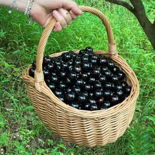 semillas del árbol de jabuticaba - fruto en espaldera plantas en macetas frutas exóticas plantas frutales árbol frutal semillas de bonsái árboles para el jardín perennes resistentes 150pcs