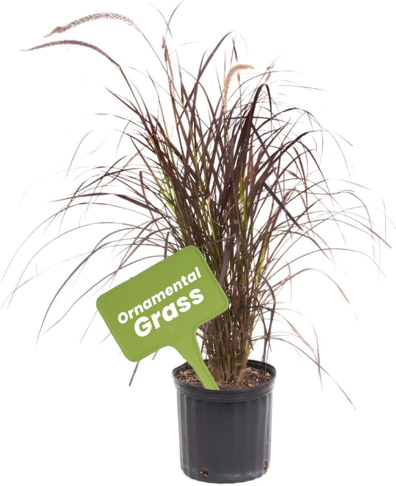 American Plant Exchange Purple Fountain Grass – 10-Inch with Pot – Live Ornamental Grass Plant, Drought Tolerant Foliage for Home, Garden Beds, or Landscape Decor