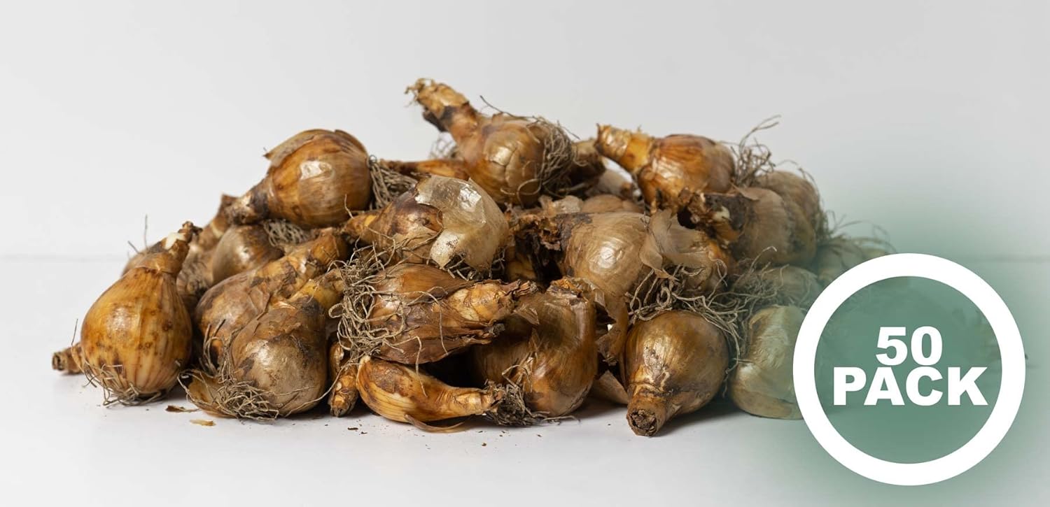 Garden Elements Daffodil Bulbs - 50 Bulb Bag : Patio, Lawn & Garden