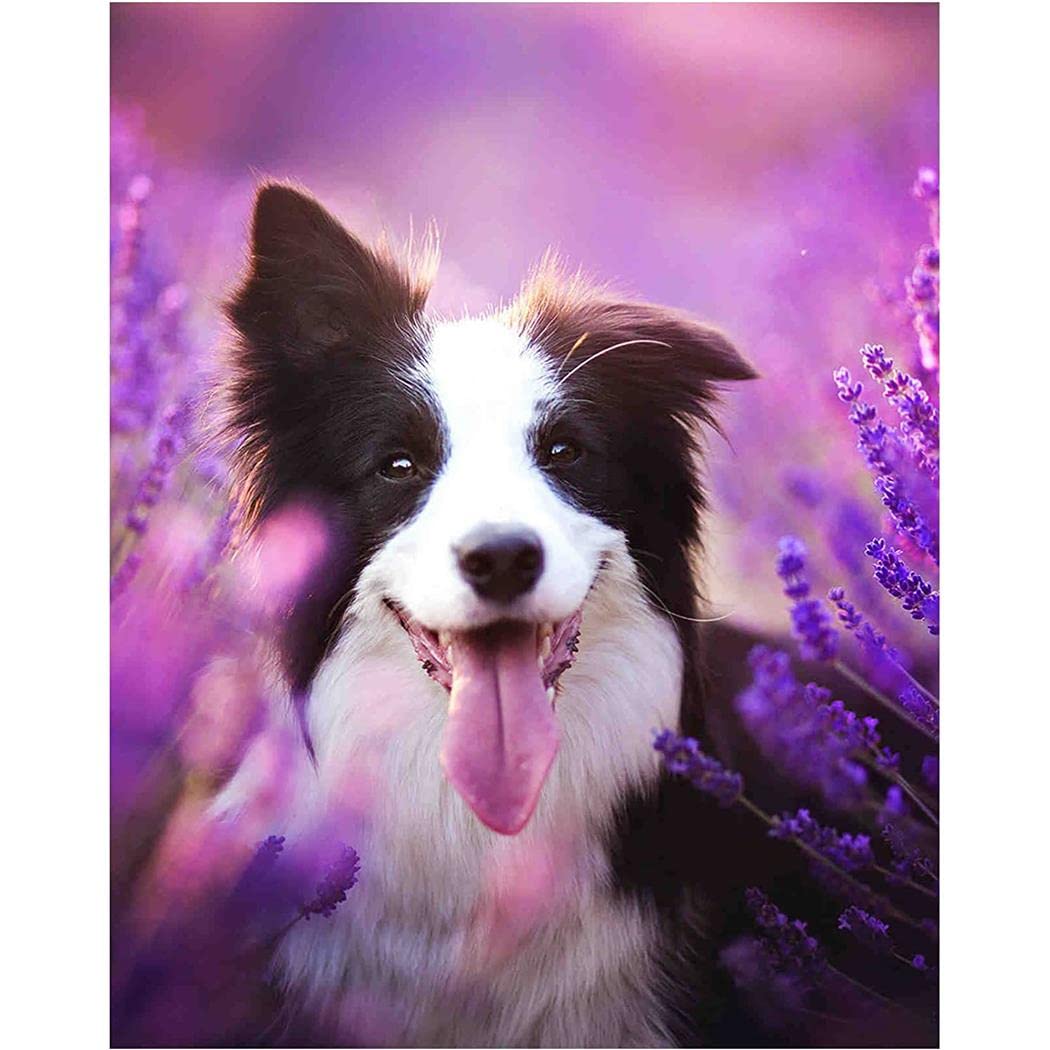 Border Collie - Kit di pittura con diamanti fai da te per adulti, 5D con trapano rotondo completo per pittura a diamante, per ricami e decorazioni per la casa