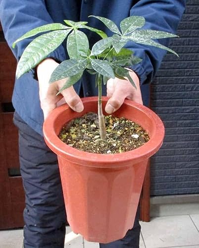 観葉植物 パキラミルキーウェイ」の人気商品一覧 | 安い商品を通販