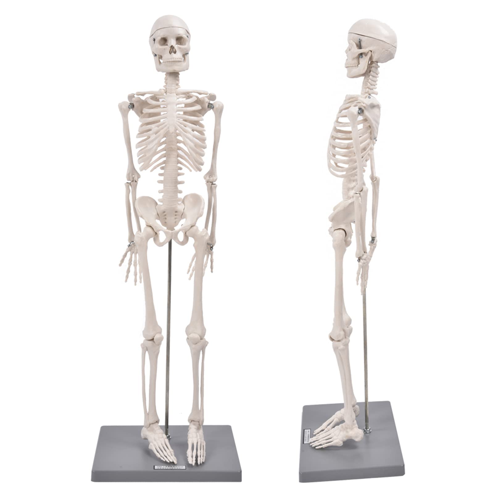 AMONIDA Modello di Scheletro Umano da 85 Cm per Studenti di Medicina e Insegnanti Biologia Dimostra Struttura Scheletrica e Fisiologia Braccia Gambe Flessibili Costruzione in