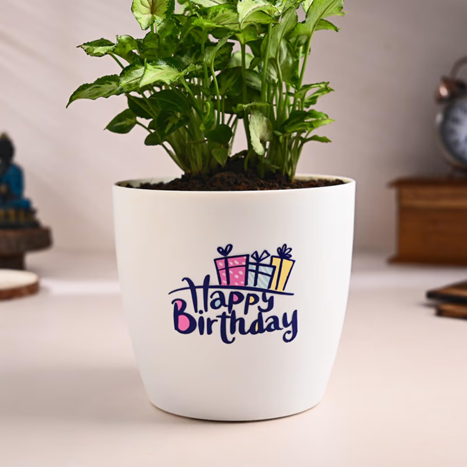 Live Syngonium Plant - Birthday Gift | Same Day Delivery -2