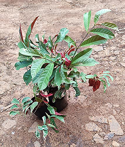 Excolima Trothic Gardens Laila Majnu Excolima Chinese Croton (Exoecaria ...