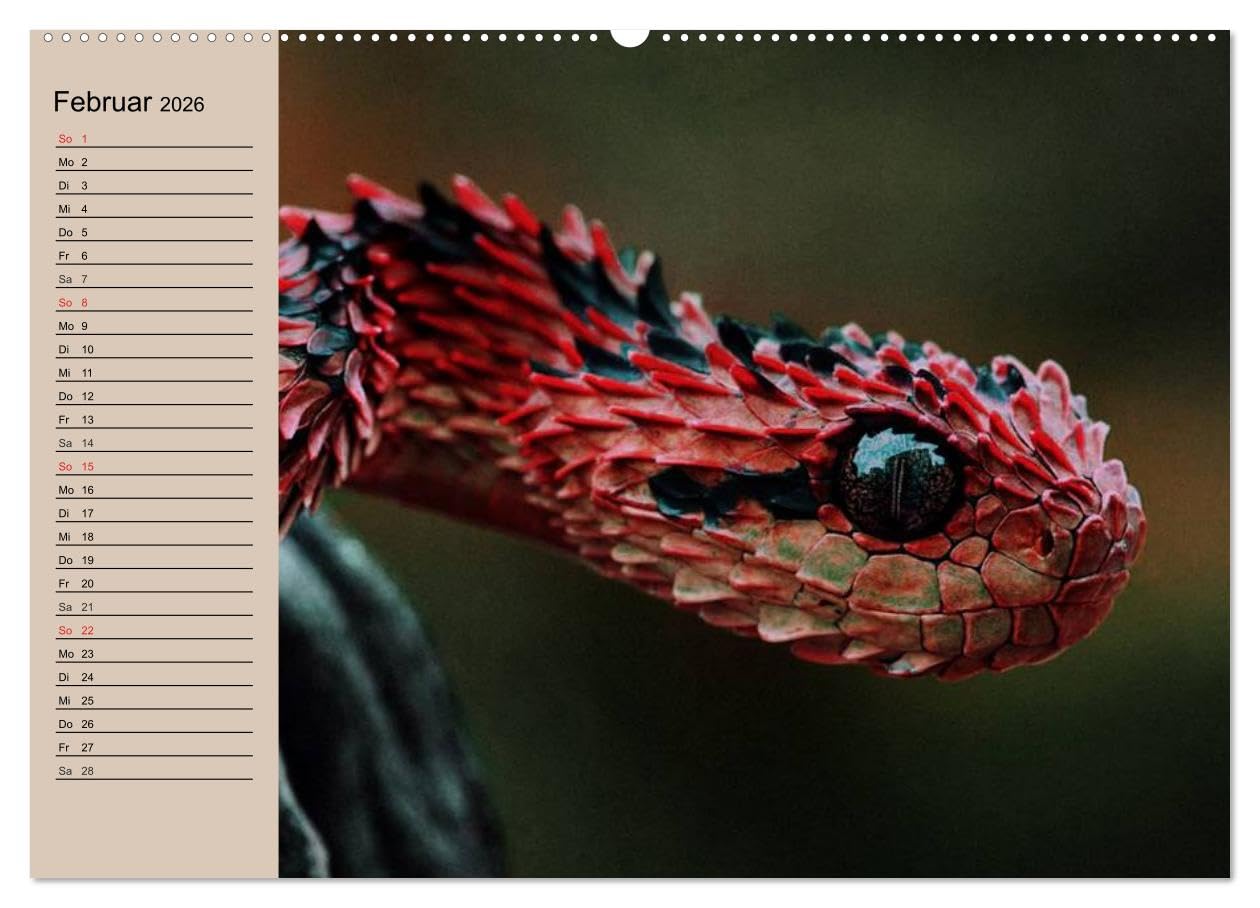 Giftschlangen (Wandkalender 2026 DIN A2 quer), CALVENDO Monatskalender: Die Familie der Vipern, Ottern und Giftnattern (CALVENDO Tiere)