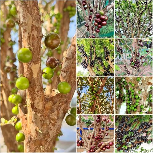 semillas de la de jabuticaba arbusto ornamental resistente orgánicas premium perennes resistentes 50pcs