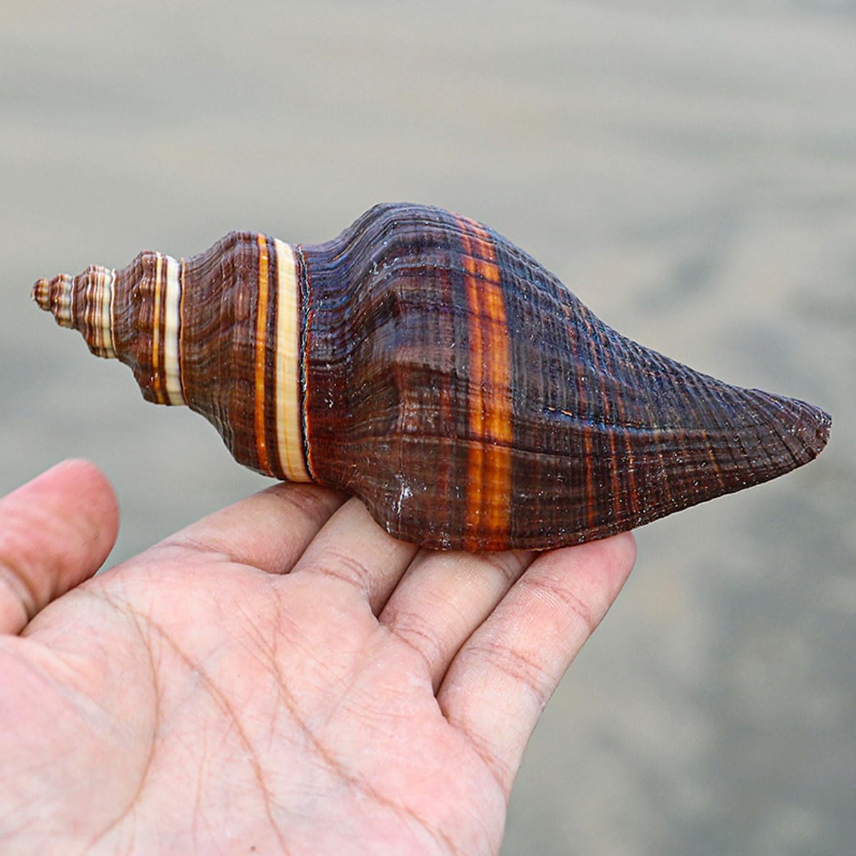 Coquillage, 12-15Cm la décoration de Mariage, fête à thème sur Plage(12~13cm)