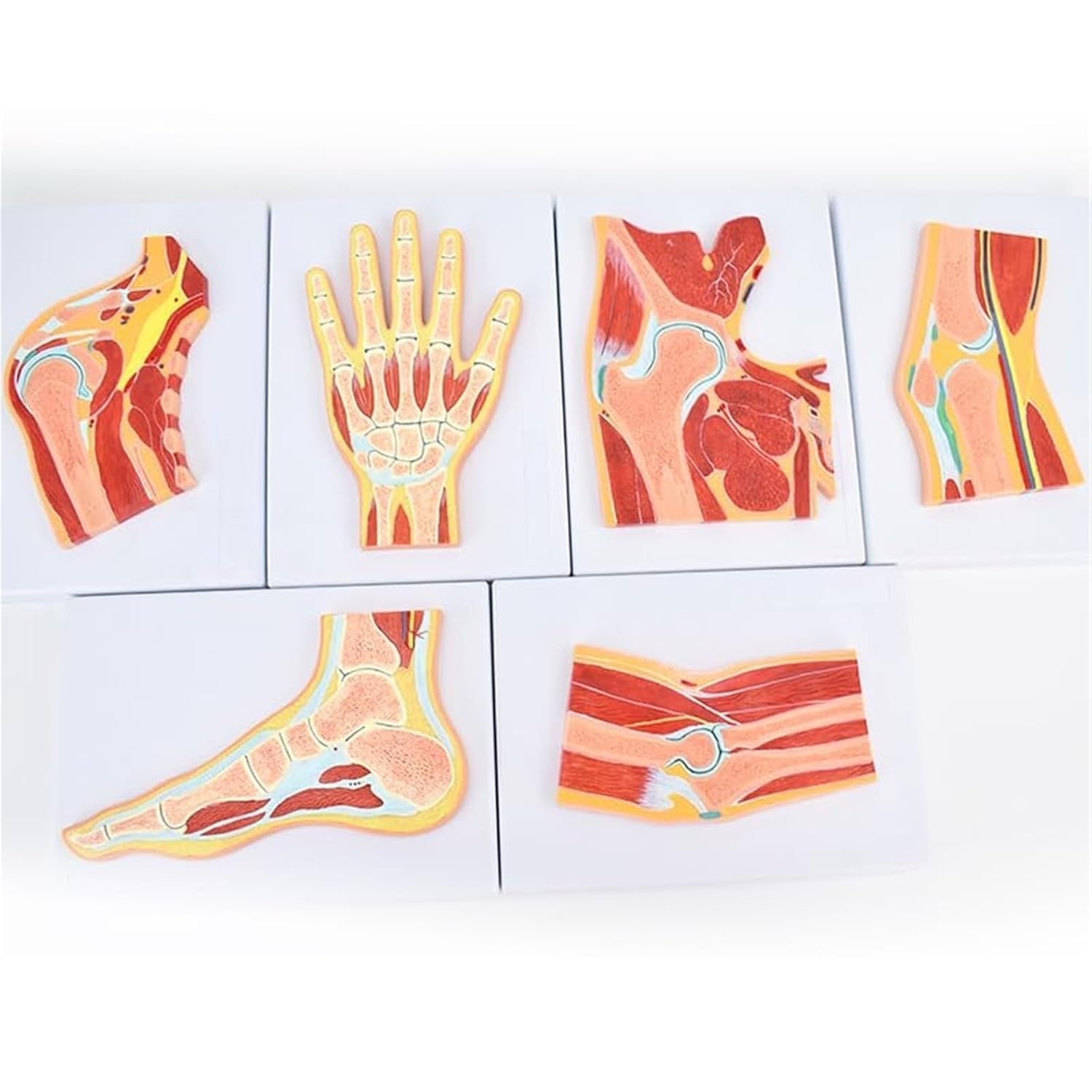 Human Joint Anatomy Model Set, 6pcs Hand Foot Hip Knee Shoulder Elbow Cross-Section Models for Medical Teaching, Skeletal Muscle Ligament Anatomical Demonstration.
