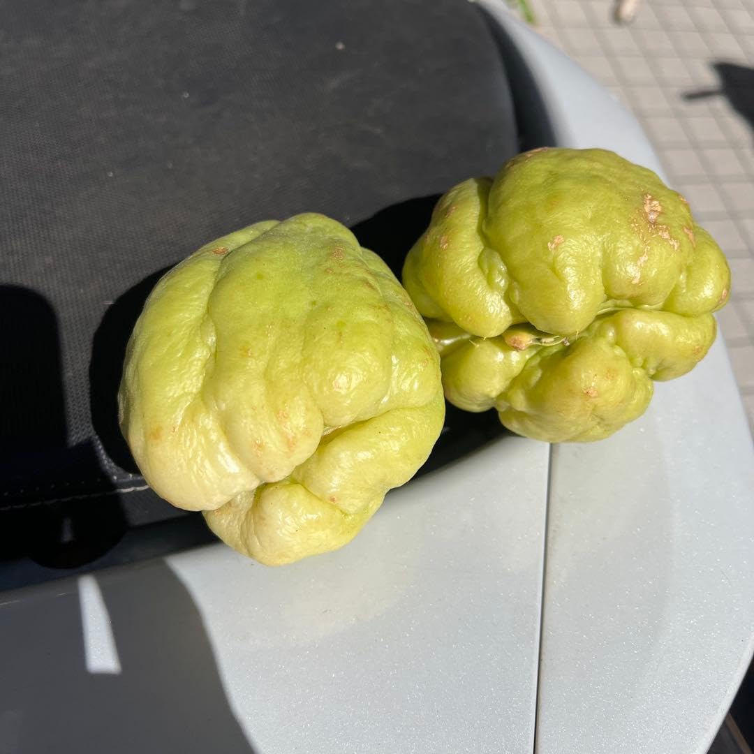 Amazon｜ハヤトウリ 種 緑のハヤトウリ種 2個入り｜観葉植物