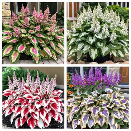 Hosta Perenne (Rizoma Decuado) | Herbácea Perenne | Plantación al Aire Libre, Excelente Exhibición de Jardines-f-6 Rizomas