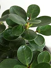 The Four Seasons Ficus Microcarpa | Natural Live Plant in Pot