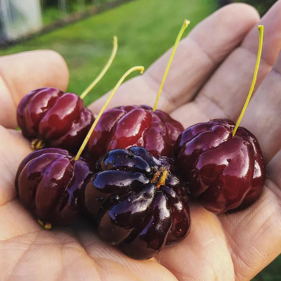 M-Tech Gardens Rare Suriname Cherry/Surinam Cherry (" Black " Eugenia uniflora, Seedling) Exotic 1 Live Fruit Plant (B07ZHDZ9Y3) Amazon Price History, Amazon Price Tracker