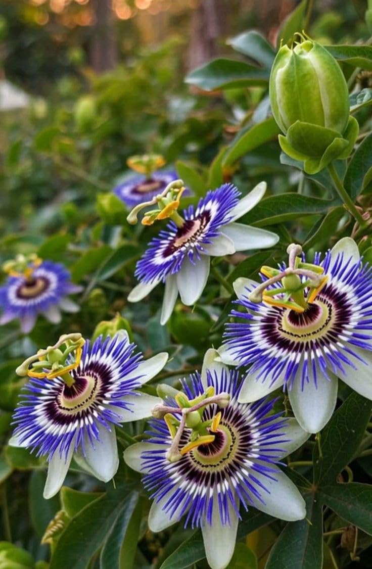 Passion Flower Climbing Vine – Fragrant Blooms, Balcony & Garden Decoration