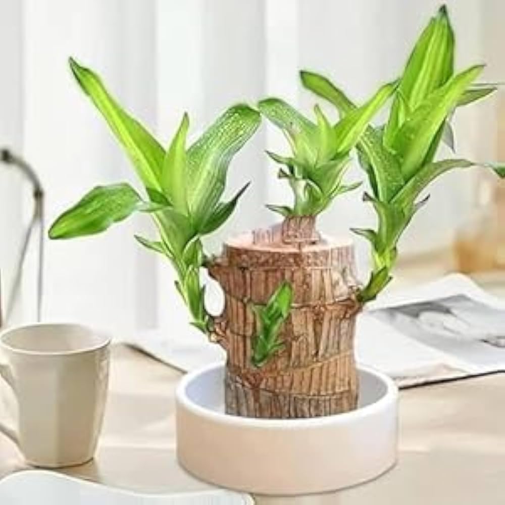 Live Brazilian Lucky Bamboo Plant in Decorative White Ceramic Pot with Natural Wood Stem-image-29