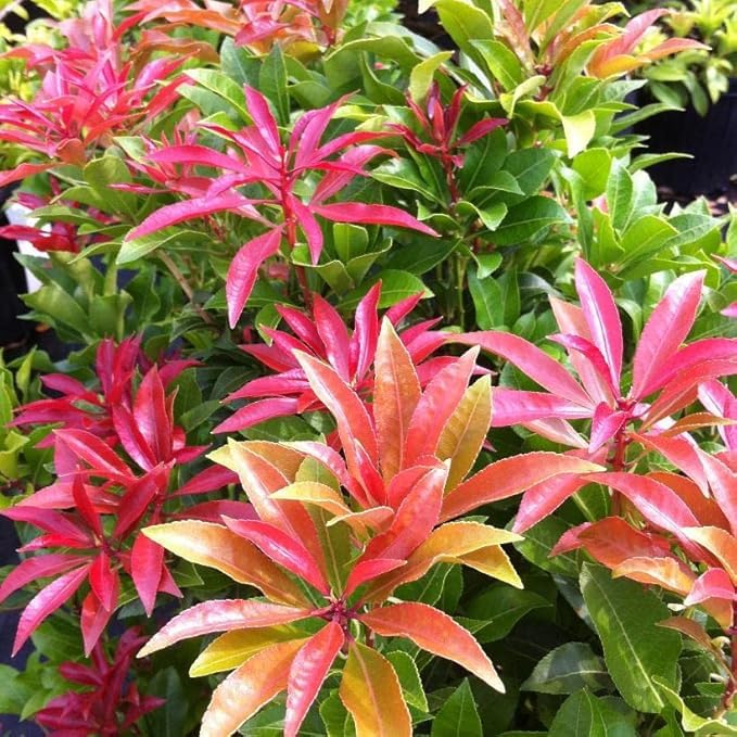 [x1] Pieris Mountain fire | Evergreen Shrub | Outdoor Garden Ready Plant | Fiery Red Shoots | [ P9 Pot ]