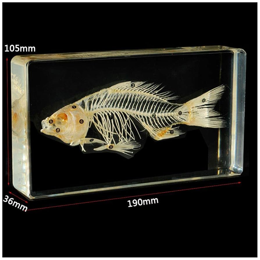 骨格 標本 大型魚類 背骨 7個