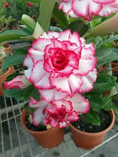PYANABI Adenium Desert Rose Flower Plant hybrid multi color tree -L2