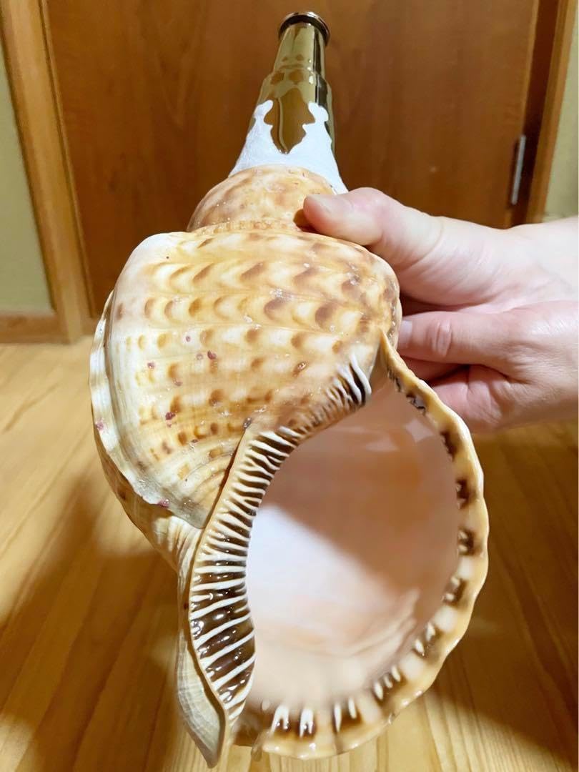 肉厚修験道法螺貝 ほら貝 ホラガイ 山伏 密教 魔除け 熊よけ??