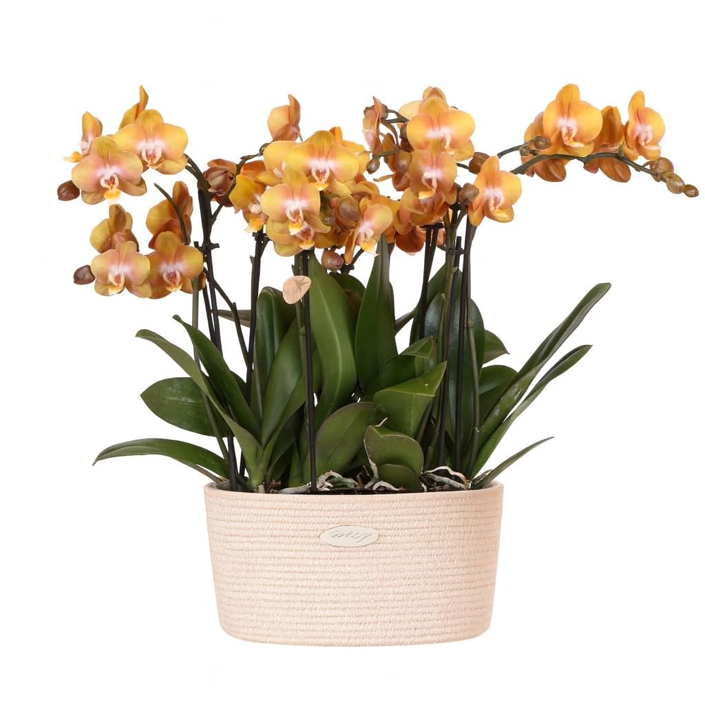 Kolibri Orchids Juego de orquídeas naranjas en cesta de algodón con depósito de agua, tres orquídeas naranjas Las Vegas, 12 cm, ramo mono naranja con depósito de agua autosuficiente.