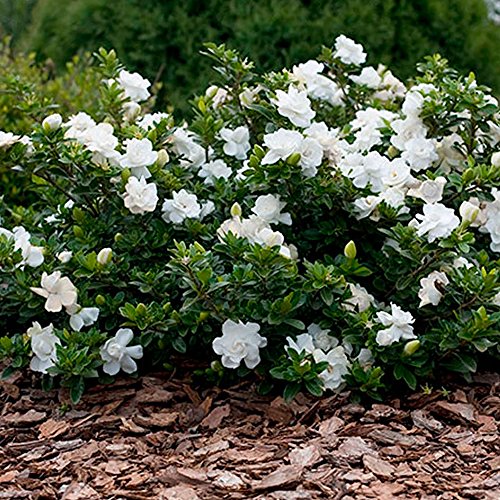Gardeners Dream Gardenia Jasminoides 'Crown Jewel' - Jasmin Pflanze -...