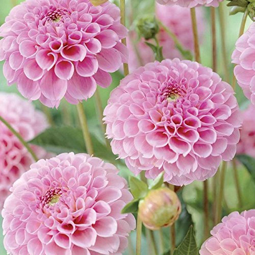 OhhSome Dahlia Pompon Rose Flower Seeds - Eco