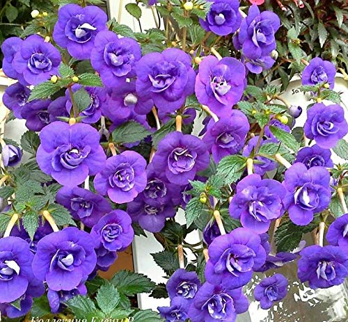 Radha Krishna Agriculture Blue Achimenes (Monkey Face Pansy) Charm Bulbs - 4 Achimenes Bulbs, Cupids Bow Flower Bulbs - for Your Home Garden (B088K8TDGL) Amazon Price History, Amazon Price Tracker
