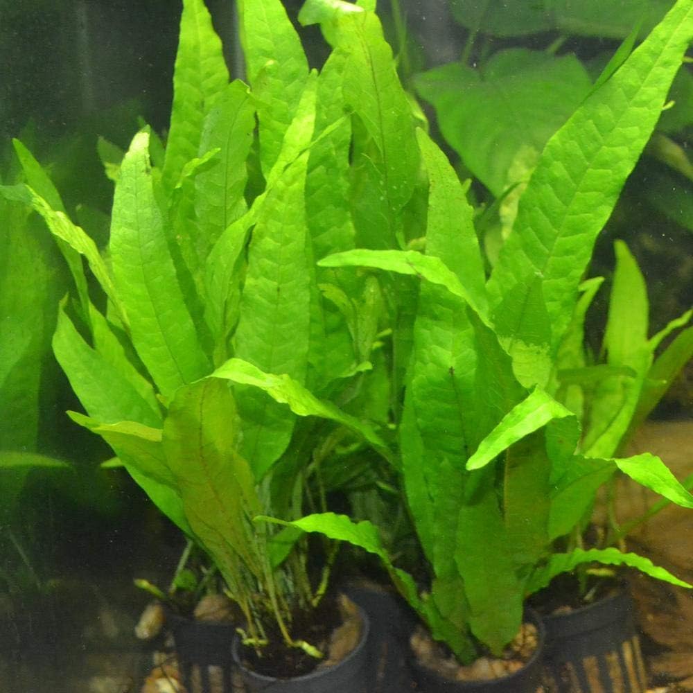 Java Fern Philippine in 2 Pot | Microsorum Pteropus Nepal | Ubuy