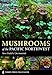 Mushrooms of the Pacific Northwest (A Timber Press Field Guide)