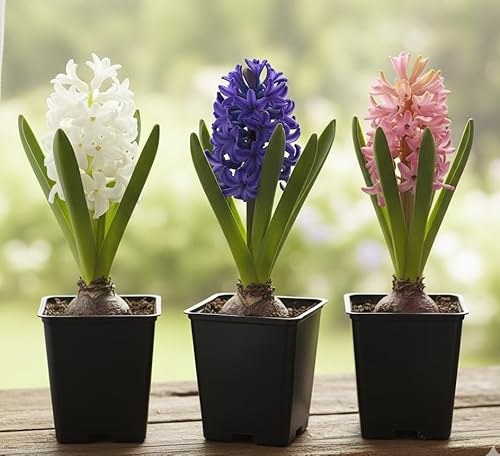 Generico Giacinto Bulbo su vaso 7cm in confezione da 3 pezzi