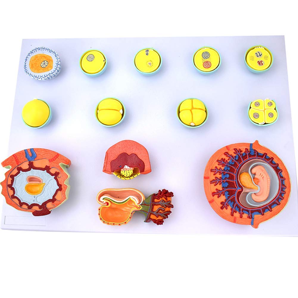 sjdoPulse Model of Fertilization and Early Embryo Development Process, 13 Components, Enlarged, 45Cm High, 55Cm Wide, 5Cm Thick