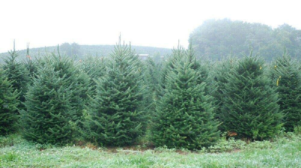 Echter Weihnachtsbaum - Nordmanntanne