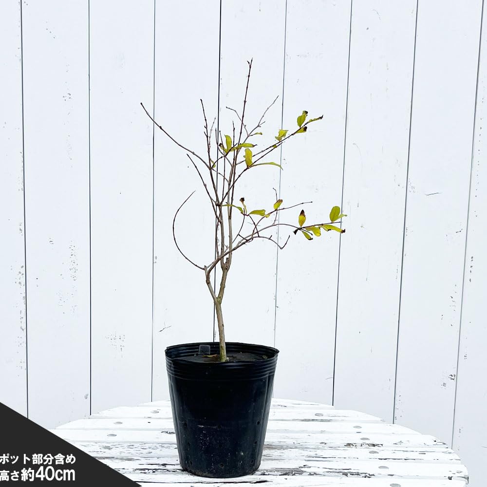 種無し石榴苗木 果樹 日本花キ流通 予約販売 ザクロ 苗 スイート種無ザクロ モラール