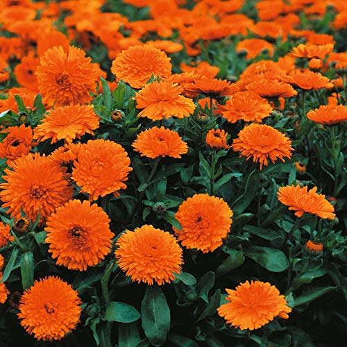 Calendula Officinalis ‘Candyman Orange’ (English Marigold) 1 Packet (100 Seeds) by Thompson and Morgan