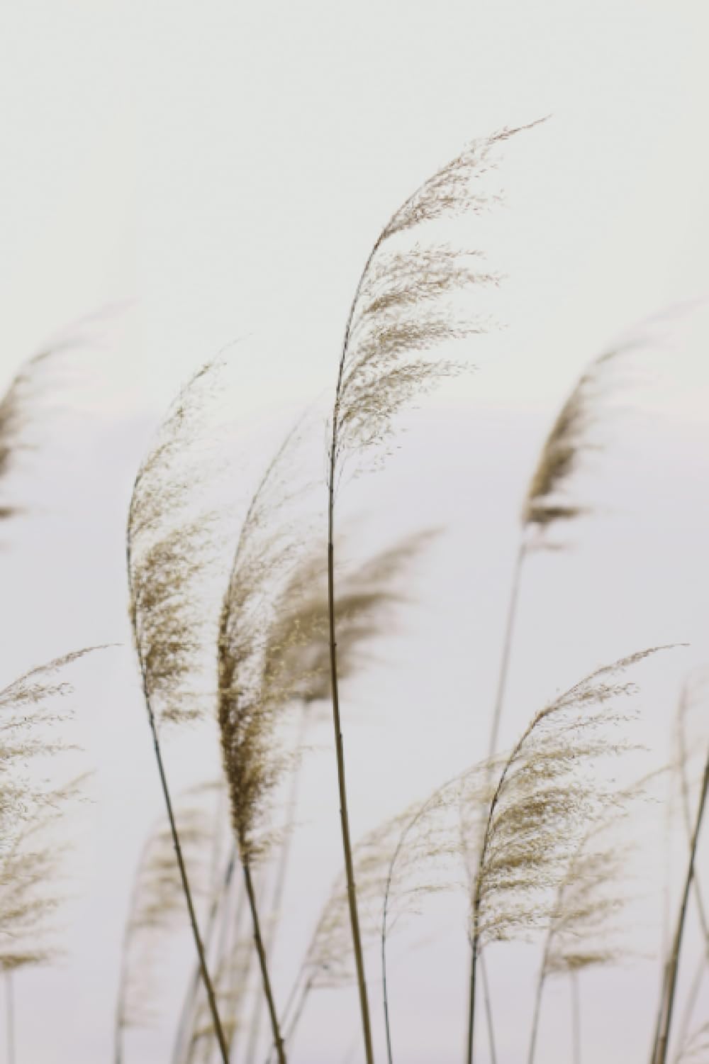 Golden Fields: A Simple and Sophisticated Designer Notebook with Minimalist Cover Featuring Dried Grasses: Embrace Simplicity and Elegance: Unleash ... Notebook Adorned with Delicate Dried Grasses