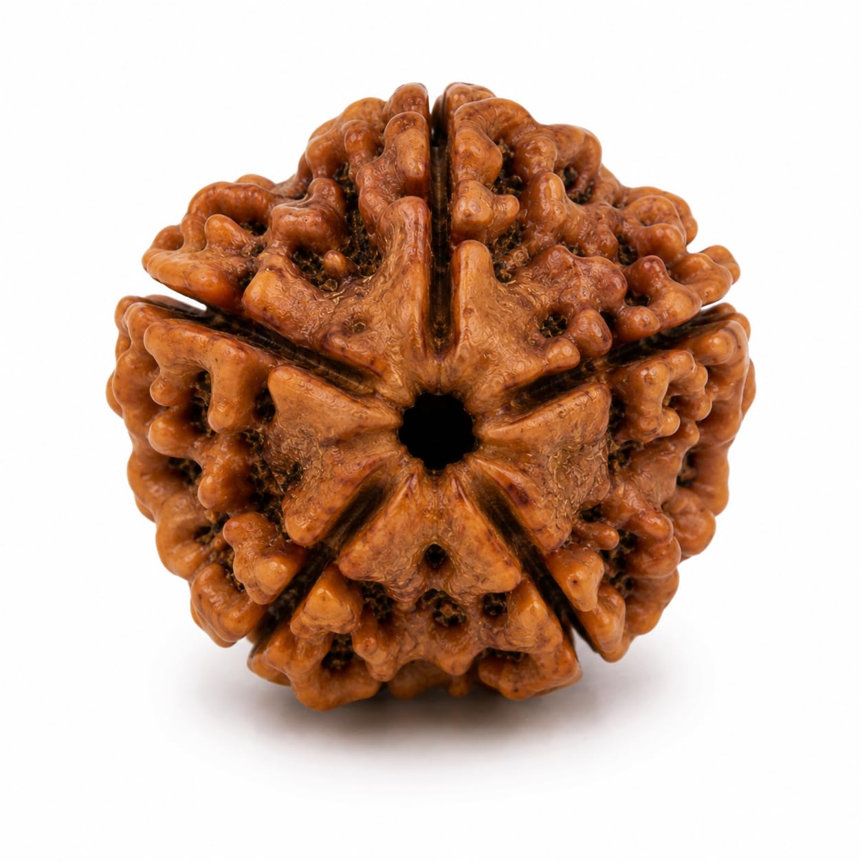 Astrologer Recomended 5 Mukhi Nepali Rudraksha Bead, Brown 5 Mukhi/Five Face Nepali Rudraksha Lab Certified and Mantra Siddha | 5 Faced Saat Mukha Natural Rudraksh Silver Plated Pendant with Red Thread for Men & Women-image-31