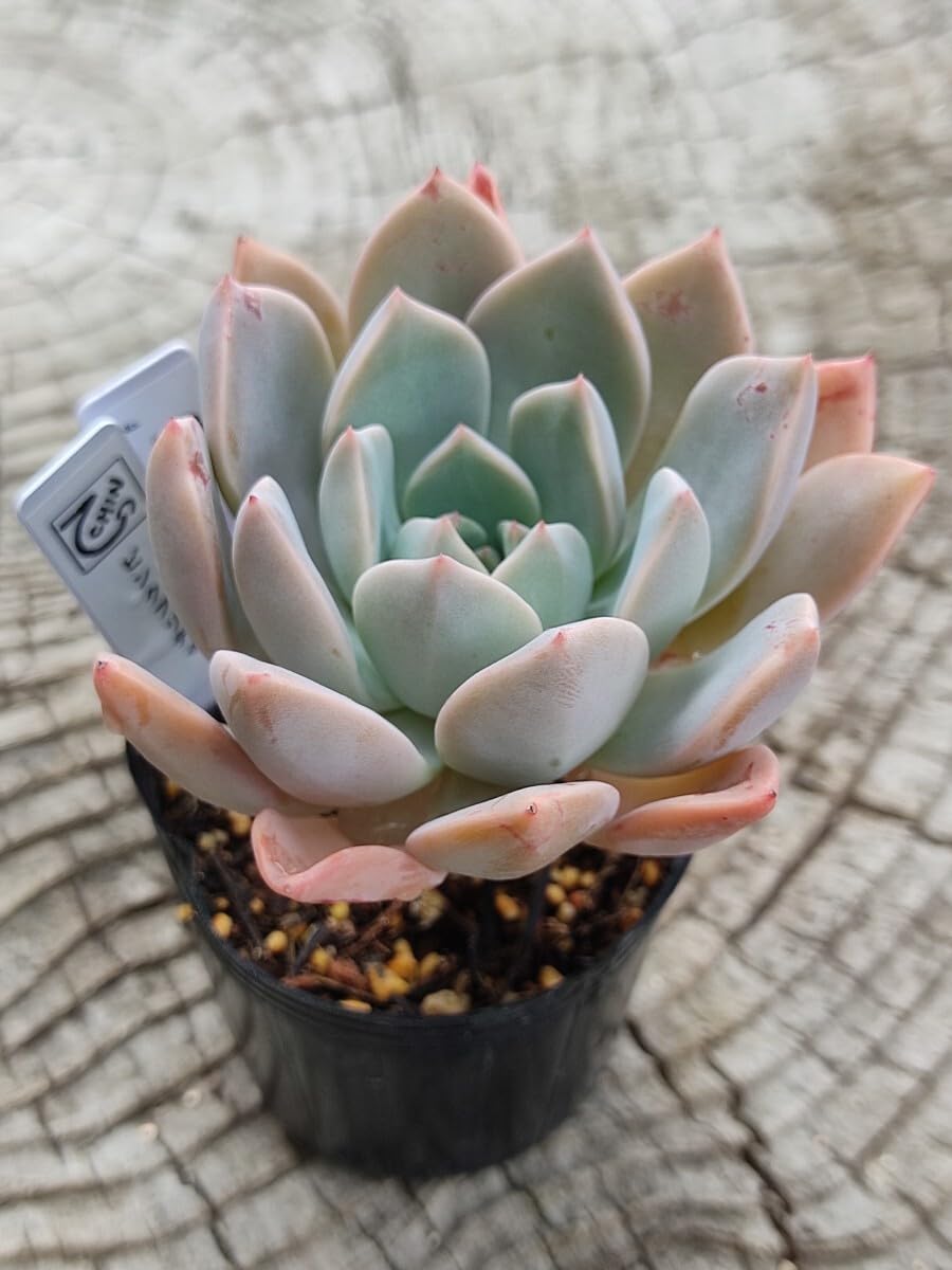 Amazon.co.jp: てっちん多肉植物グラプトベリア『ピンクプリティ