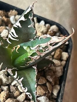 【将来有望株】アガベ チタノタ レッドキャットウィーズル 抜き苗 将来有望株】アガベ チタノタ レッドキャットウィーズル 抜き苗