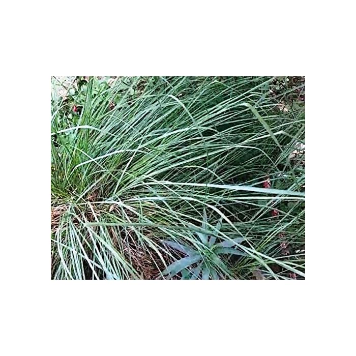 Buy Indian Farms Live Kusha/Darbha Grass/Desmostachya bipinnata Holy