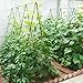 Sekey Soportesde Planta,Cañas jardín, Estantes de Planta,Estacas de Planta,Tubo de Acero Recubierto...