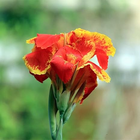 Amazon カンナユリの花の球根 園芸植物球根 庭園 美しい花 独特の外観 球根植物 現在販売中 丈夫な植物 珍しい植物 いろいろ 魅惑的な匂い 2 2 球根 花