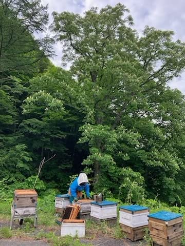 Amazon | 小林養蜂園 トチはちみつ 国産 群馬県産 2026年産 生はちみつ