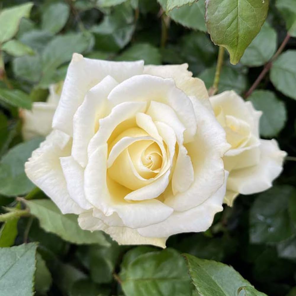 YouGarden Harkness Lynn's Rose, Established Rose in 4 Litre Pot, Ready to Plant